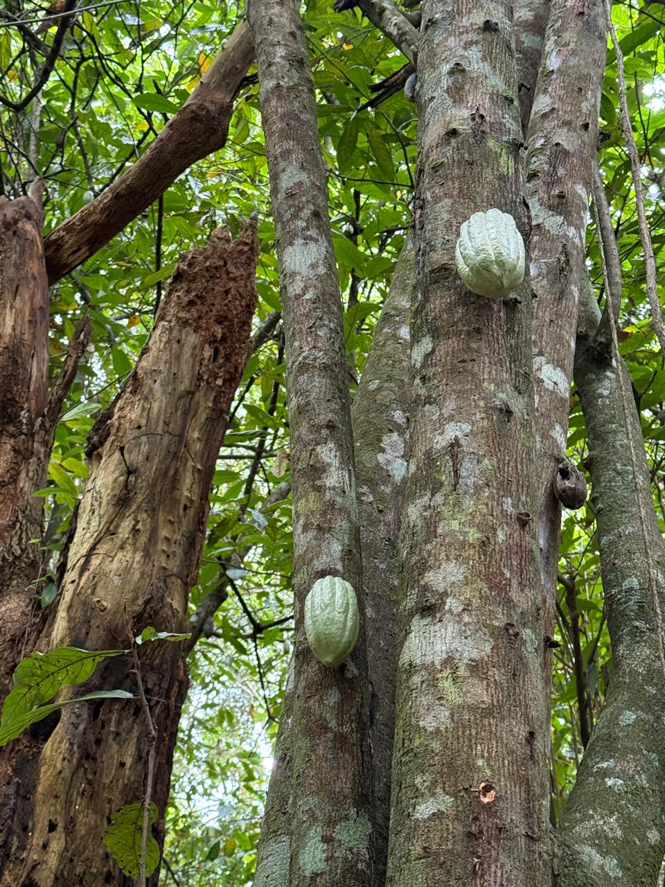 Foto principal - Terreno Produtivo com Cacau