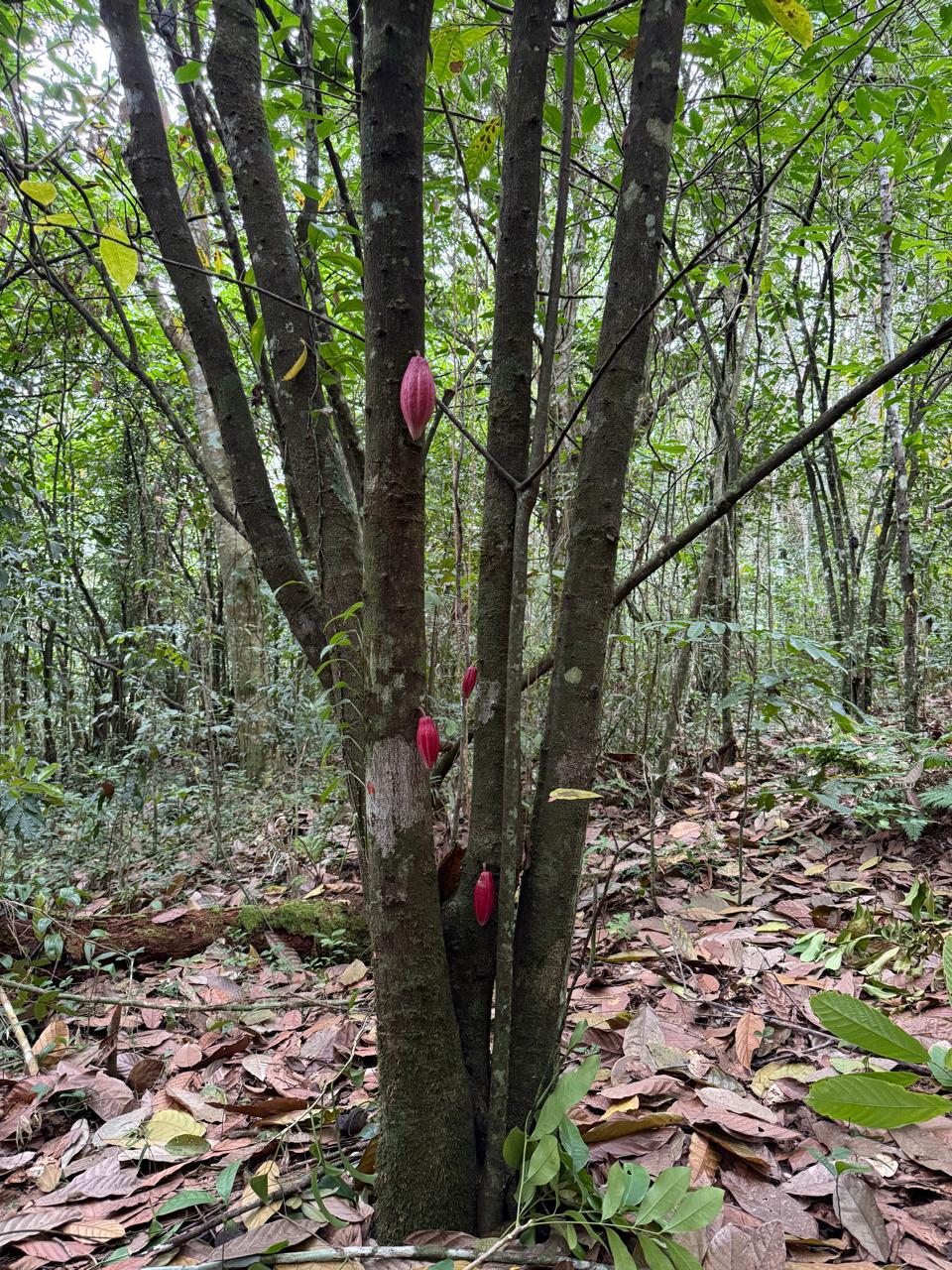 Foto 2 - Terreno Produtivo com Cacau